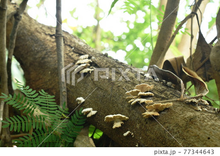 fungus mushroom bunch growing from decay log on ground in forest fungus mushroom bunch growing from decay log on ground in forest 77344643