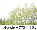 癒しの森林 77344661