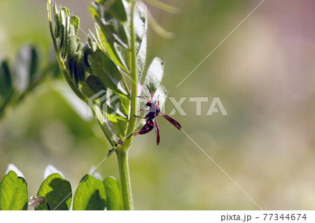 カラスノエンドウに留まるコアシナガバチ 77344674