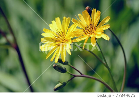 黄色いジシバリの花 77344675