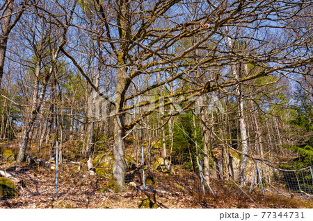 Beautiful trees with a blue sky in the background 77344731