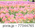 楽園の様なチューリップ畑 77344765