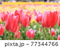 赤いチューリップ畑 77344766