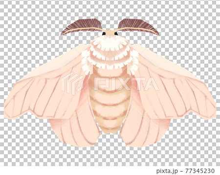 切り絵風のかいこのイラスト素材