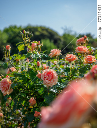 春バラ咲く京成バラ園 春バラ咲く京成バラ園 77345435