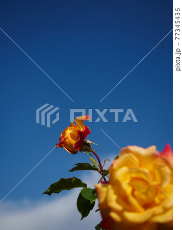 春バラ咲く京成バラ園 77345436