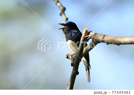 夏鳥オオルリ、到着しました！ 77345491