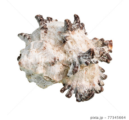 dried white shell of rock snail cutout on white dried white shell of rock snail cutout on white 77345664
