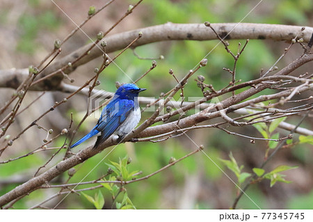 夏鳥オオルリ　到着しました！ 77345745