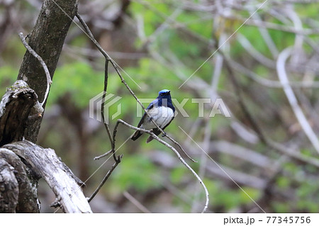 夏鳥オオルリ 到着しました! 夏鳥オオルリ 到着しました! 77345756