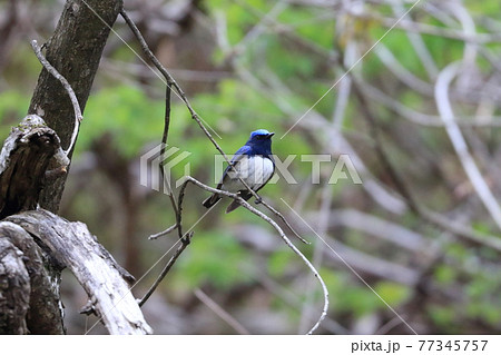 夏鳥オオルリ　到着しました！ 77345757