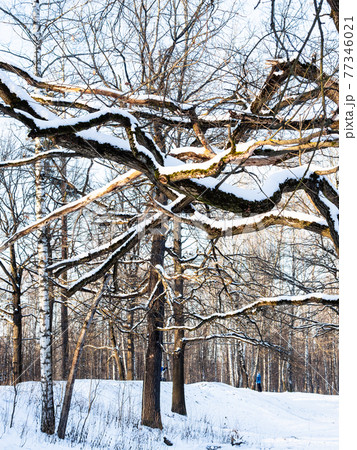 bare oak limbs and snow-covered hill in winter 77346021