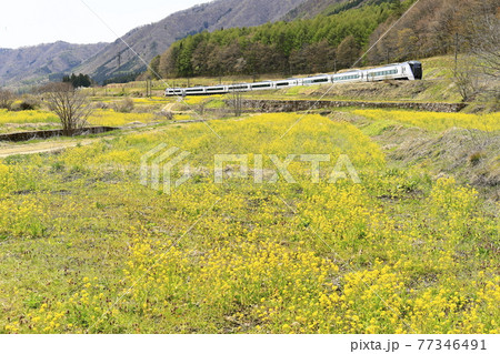 春の大糸線を走る特急あずさ 春の大糸線を走る特急あずさ 77346491