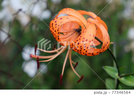 Single spotted lily flower on a blurred background, close-up Single spotted lily flower on a blurred background, close-up 77346564