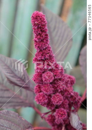 Inflorescence of crimson amaranth plant, close-up. Amaranthus cruentus is a flowering plant species that yields the nutritious staple amaranth grain. Inflorescence of crimson amaranth plant, close-up. Amaranthus cruentus is a flowering plant species that yields the nutritious staple amaranth grain. 77346565