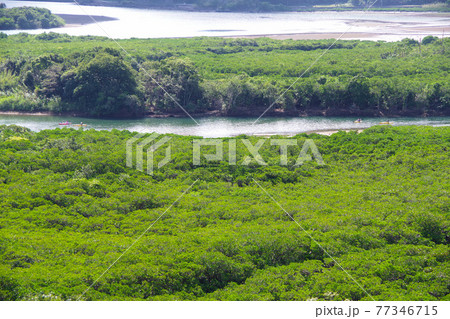 奄美大島のマングローブ林　カヌーの聖地 77346715