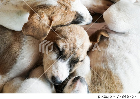 a bunch of rescued street puppies (子犬保護) a bunch of rescued street puppies (子犬保護) 77346757