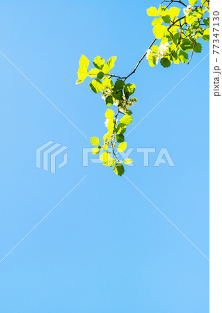 twig of hawthorn tree and blue sky in spring twig of hawthorn tree and blue sky in spring 77347130