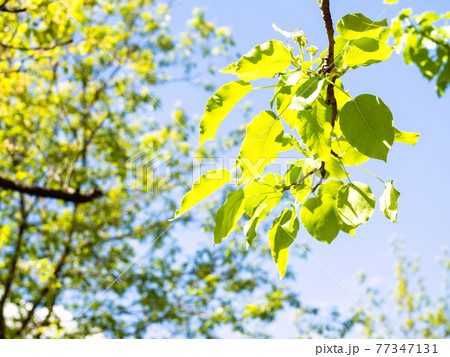 sunlit green leaves of apple tree in urban garden sunlit green leaves of apple tree in urban garden 77347131
