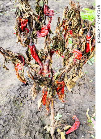 dried ripe chili peppers on bush in garden 77347136