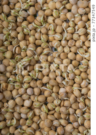 Germination of seeds in a special tray. Tray with grid for microgreening. Pea seeds with sprouts, supera species. Correct and healthy diet. Greenery on the window all year round. Vitamin feeding 77347549
