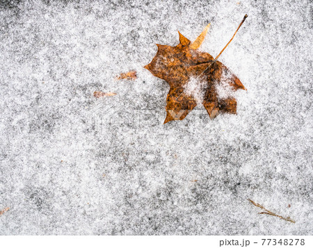 frozen fallen maple leaf on ice-covered footpath frozen fallen maple leaf on ice-covered footpath 77348278