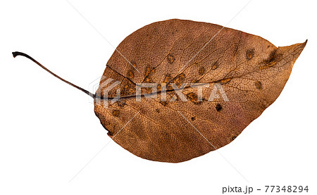 dried fallen brown autumn leaf of apple tree dried fallen brown autumn leaf of apple tree 77348294