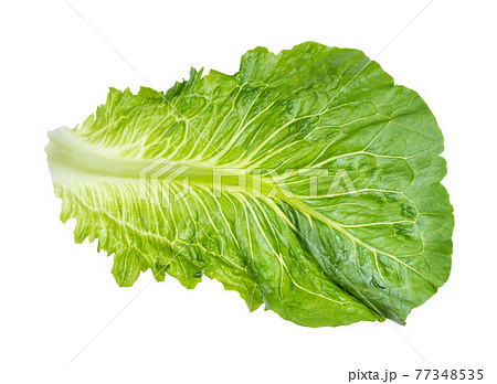 back side of leaf of fresh Romaine lettuce cutout 77348535
