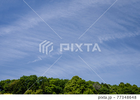 鮮やかな新緑と初夏の空【背景素材】 鮮やかな新緑と初夏の空【背景素材】 77348648