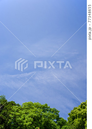 鮮やかな新緑と初夏の空【背景素材】 鮮やかな新緑と初夏の空【背景素材】 77348655