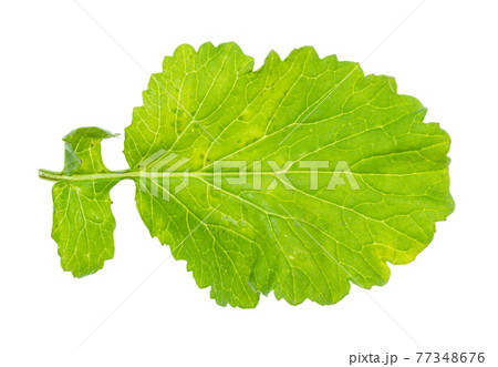 back side of leaf of radish plant cutout on white back side of leaf of radish plant cutout on white 77348676