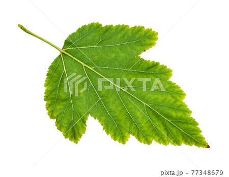 back side of natural green leaf of ninebark back side of natural green leaf of ninebark 77348679