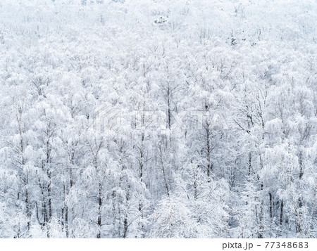 aerial view of snow-covered birch grove 77348683