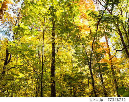 colorful leaves of various maple trees in forest colorful leaves of various maple trees in forest 77348752