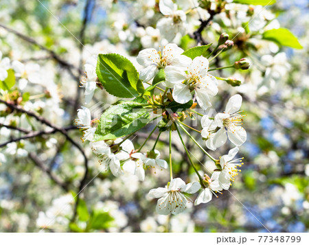 bunch of white blossoms close up in orchard 77348799