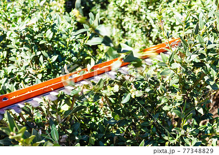 blade of electric hedge trimmer trims green bush 77348829