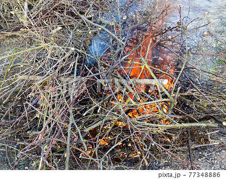 freshly pruned branches are burning outdoors freshly pruned branches are burning outdoors 77348886