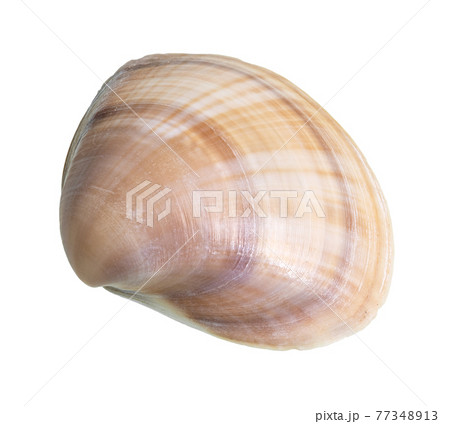 dried banded brown seashell of clam cutout dried banded brown seashell of clam cutout 77348913