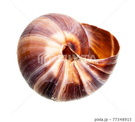 dried empty shell of roman snail cutout 77348915
