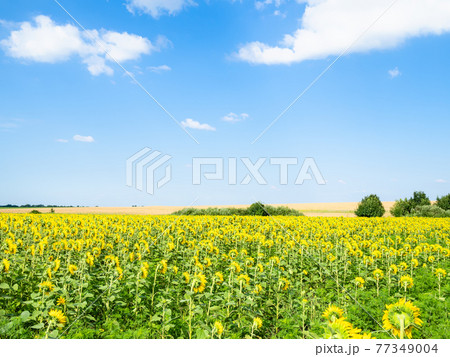 blue sky with white clouds over sunflower field blue sky with white clouds over sunflower field 77349004
