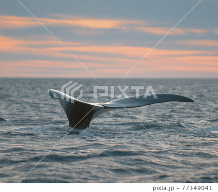 Whale Patagonia Argentina 77349041