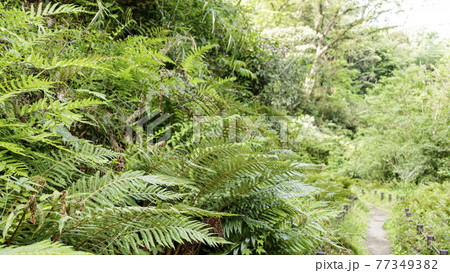 シダ類 シダ類 77349382