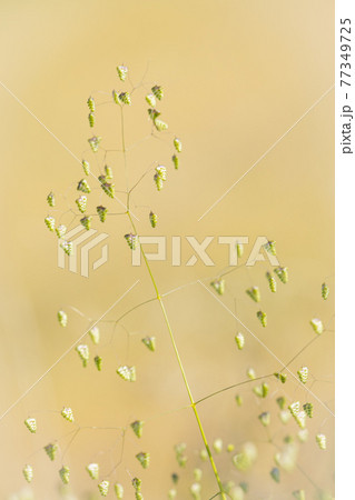 ベージュ色を背景に咲く姫小判草 77349725