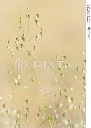 ベージュ色を背景に咲く姫小判草 ベージュ色を背景に咲く姫小判草 77349726