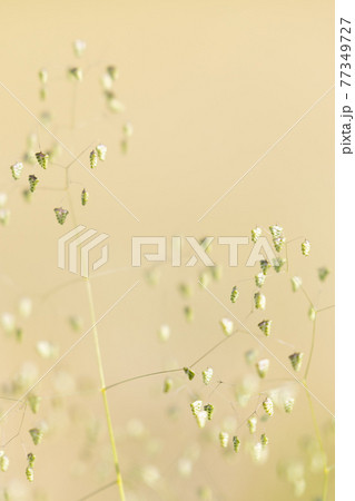 ベージュ色を背景に咲く姫小判草 ベージュ色を背景に咲く姫小判草 77349727