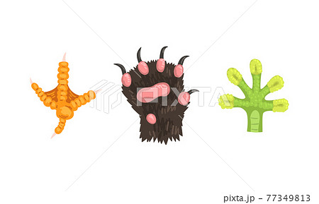 Animal Limb with Cat Clawed Paw and Lizard Foot Vector Set 77349813