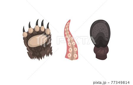 Animal Limb with Bear Clawed Paw and Octopus Tentacle Vector Set 77349814