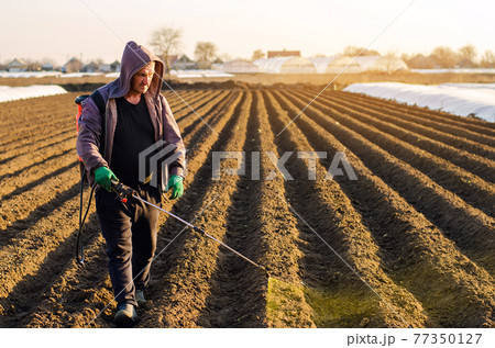 The farmer treats the field from weeds and grass for growing potatoes. Use chemicals in agriculture. Harvest processing. Agriculture and agribusiness. Protection and care. Growing vegetables The farmer treats the field from weeds and grass for growing potatoes. Use chemicals in agriculture. Harvest processing. Agriculture and agribusiness. Protection and care. Growing vegetables 77350127