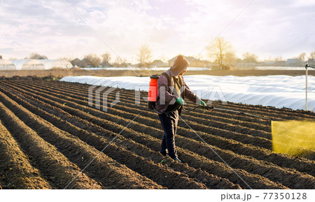 The farmer treats the field from weeds and grass for growing potatoes. Use chemicals in agriculture. Harvest processing. Agriculture and agribusiness. Protection and care. Growing vegetables The farmer treats the field from weeds and grass for growing potatoes. Use chemicals in agriculture. Harvest processing. Agriculture and agribusiness. Protection and care. Growing vegetables 77350128