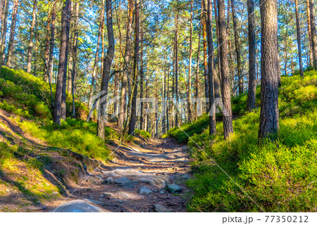 Rocky tourist trail in spring 77350212